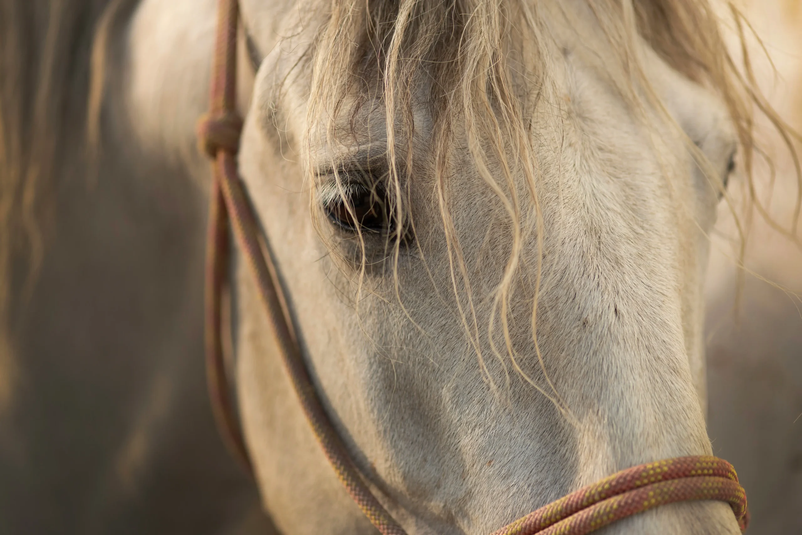 Photo d'un lusitanien pour représenter abel lusitano